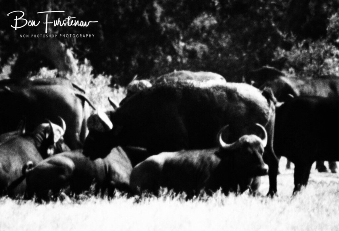 Resting in the heat, Kruger National Park