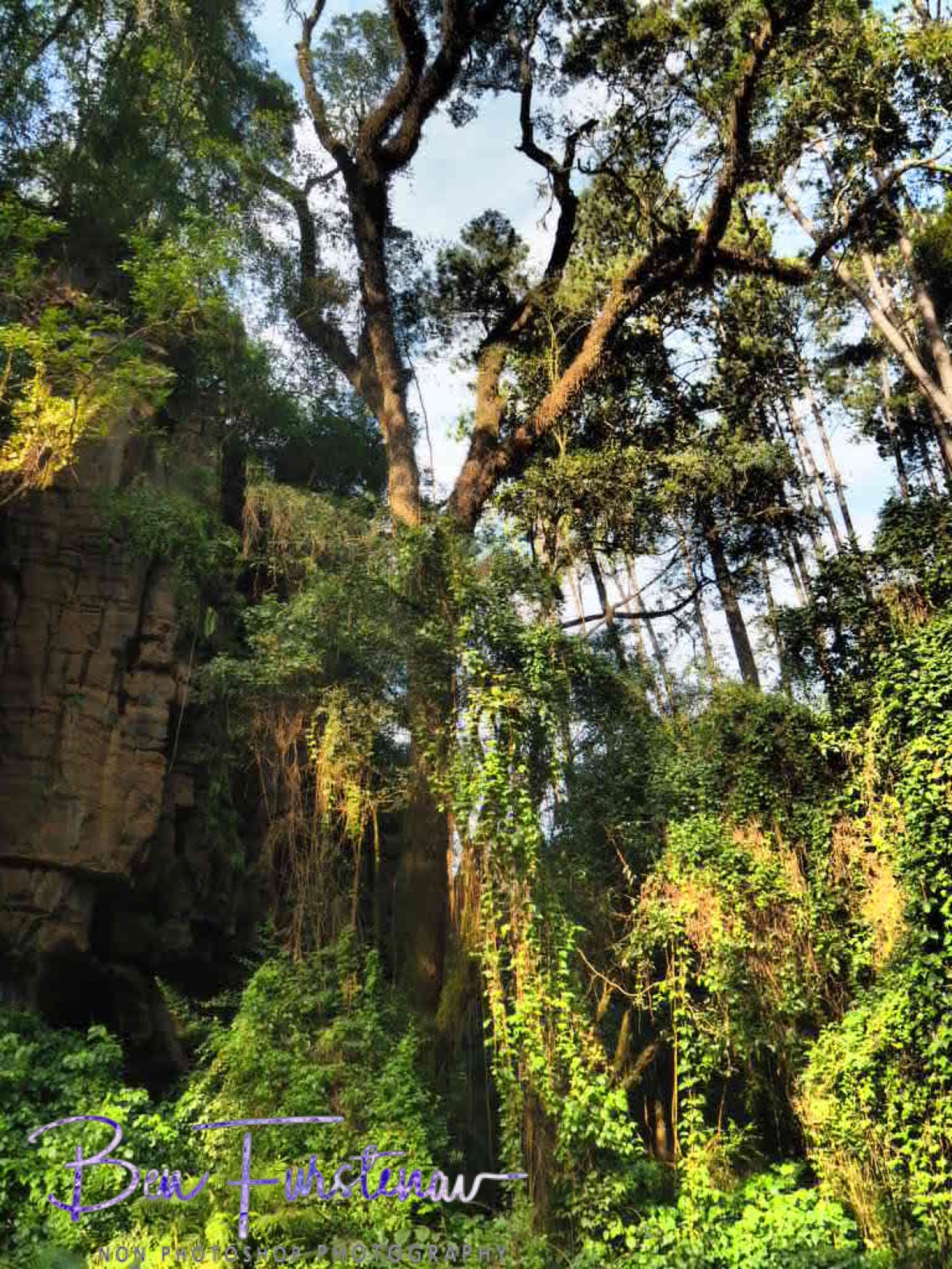 Caves and forest, Northern Drakenberg 