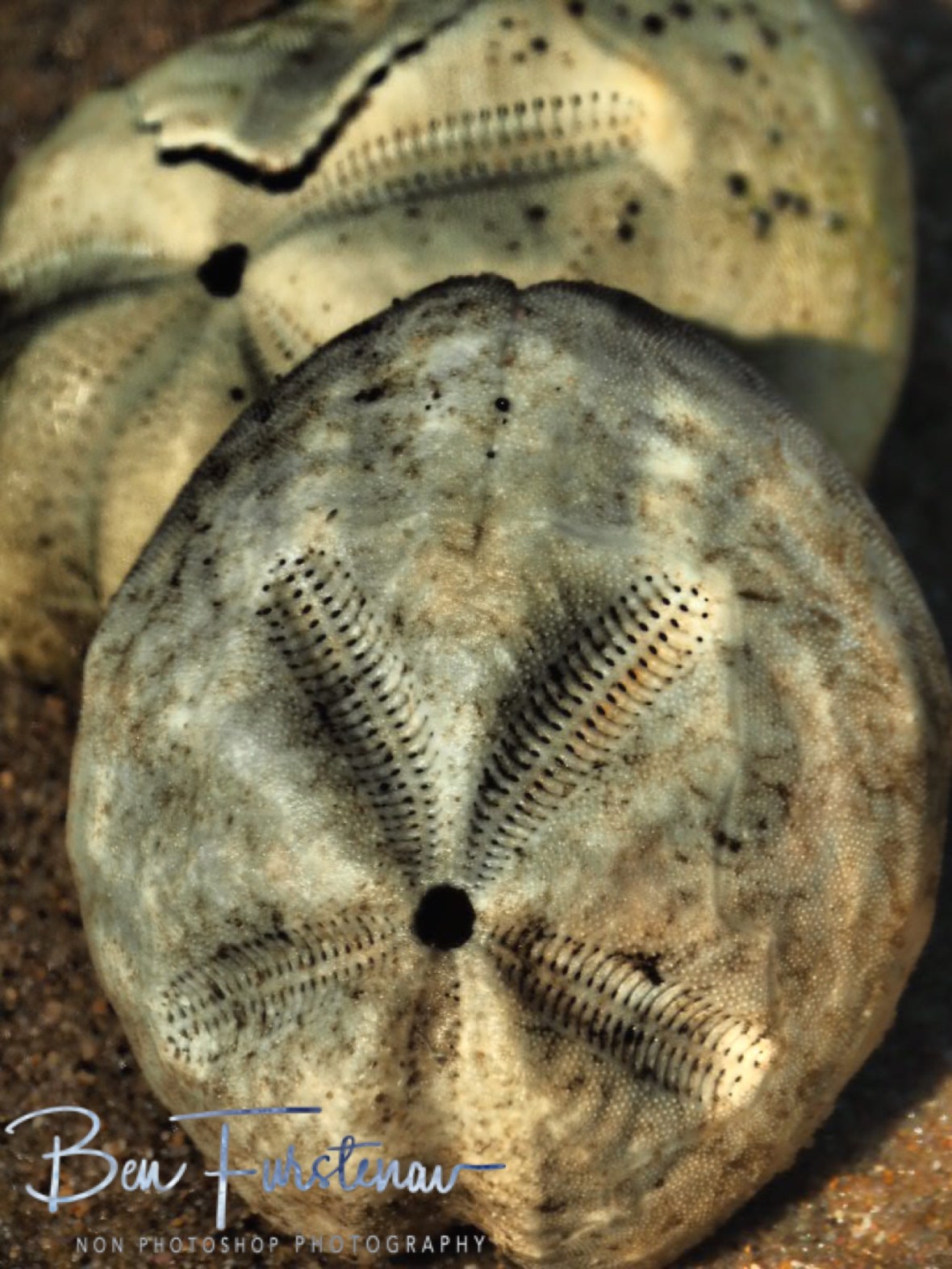 Fragile remains, Inhaca Island