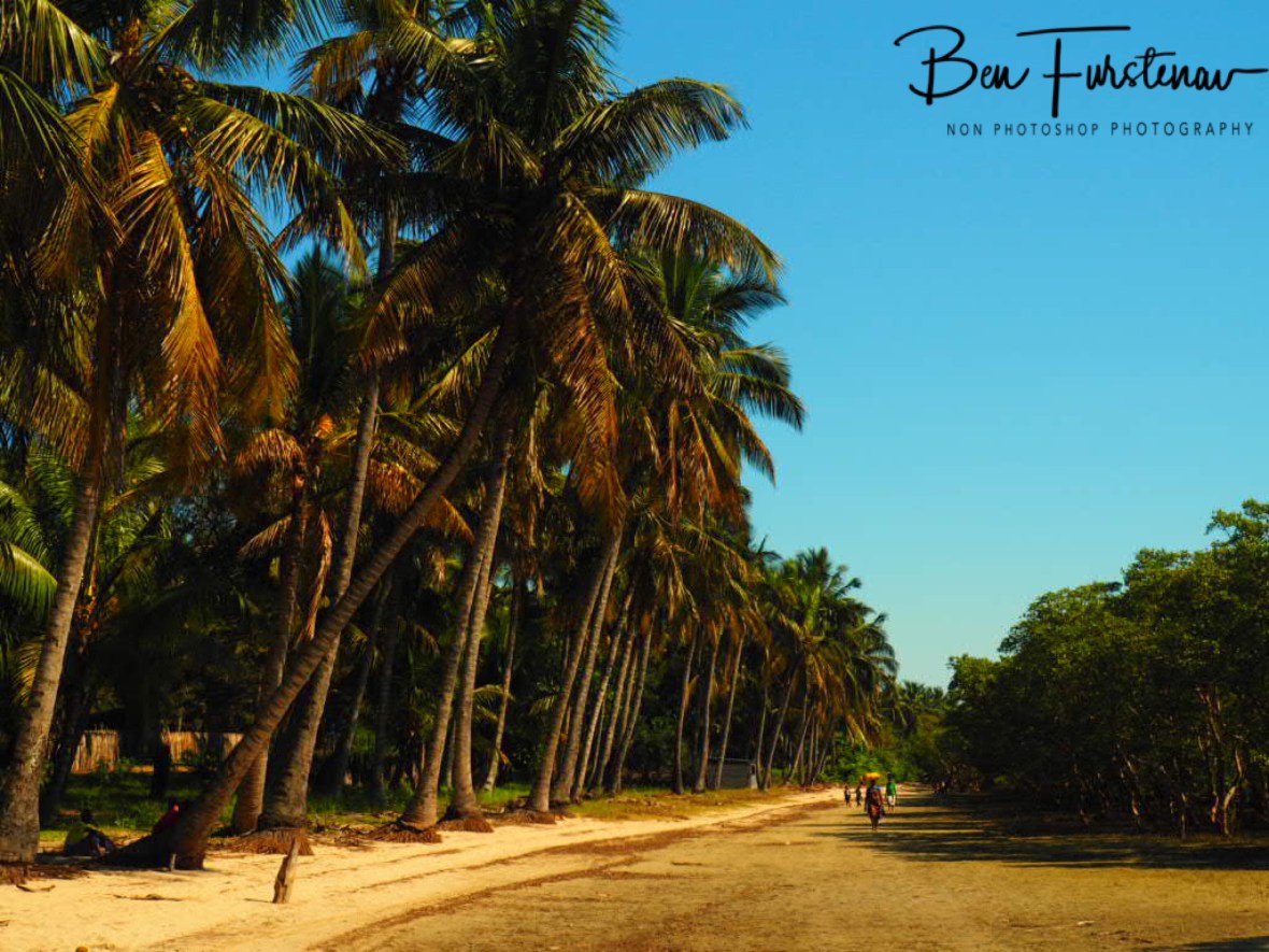 Highway inbetween mangroves and coconut palm trees, Inhaca Island