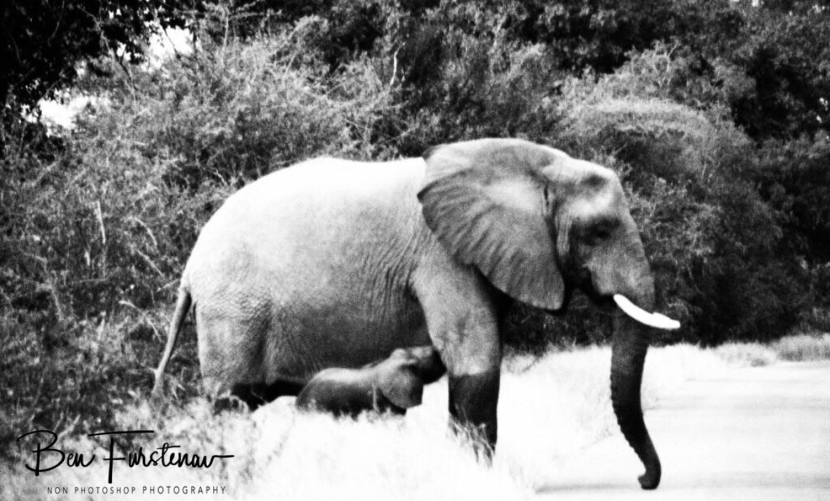 Mother leading by example at road crossing, Kruger National Park