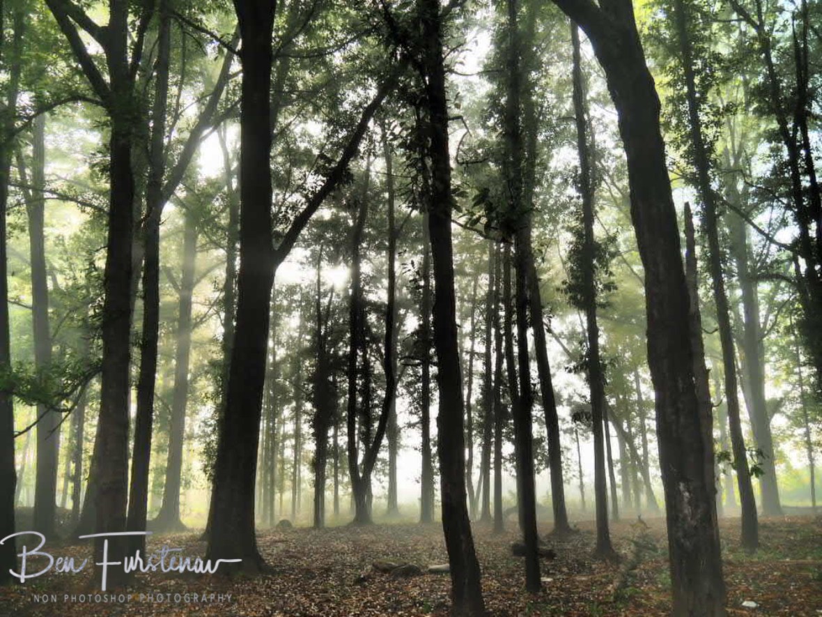 Misty forest, Sabie