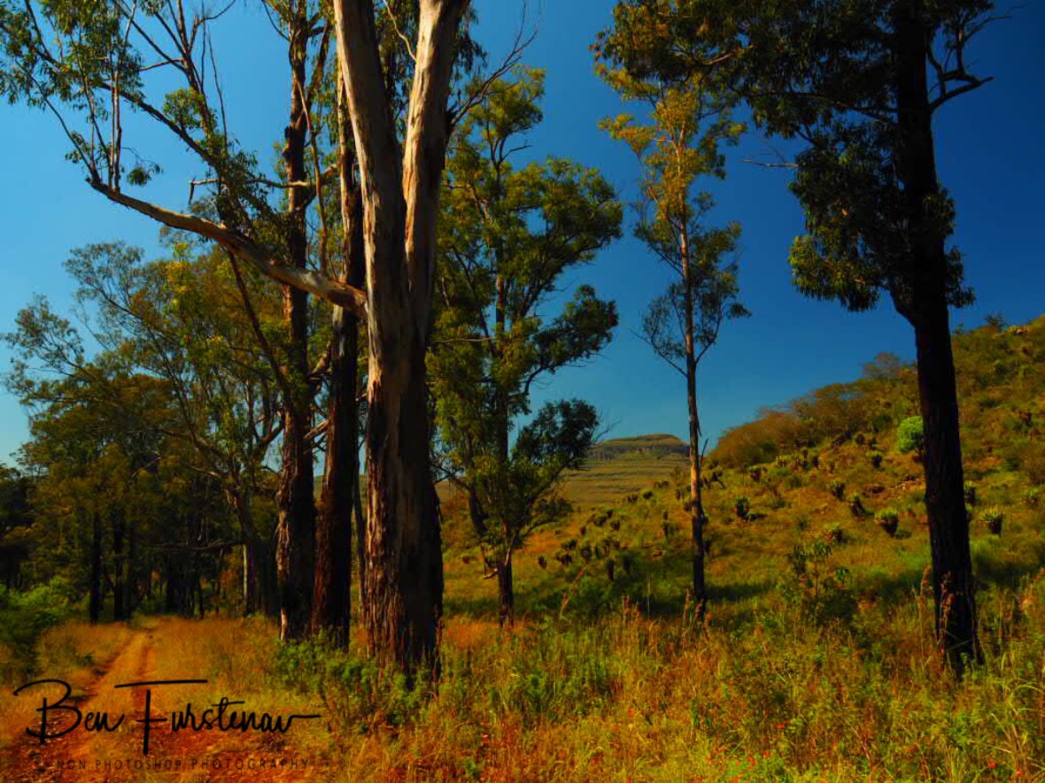 Driveway to the farm, Northern Drakenberg 