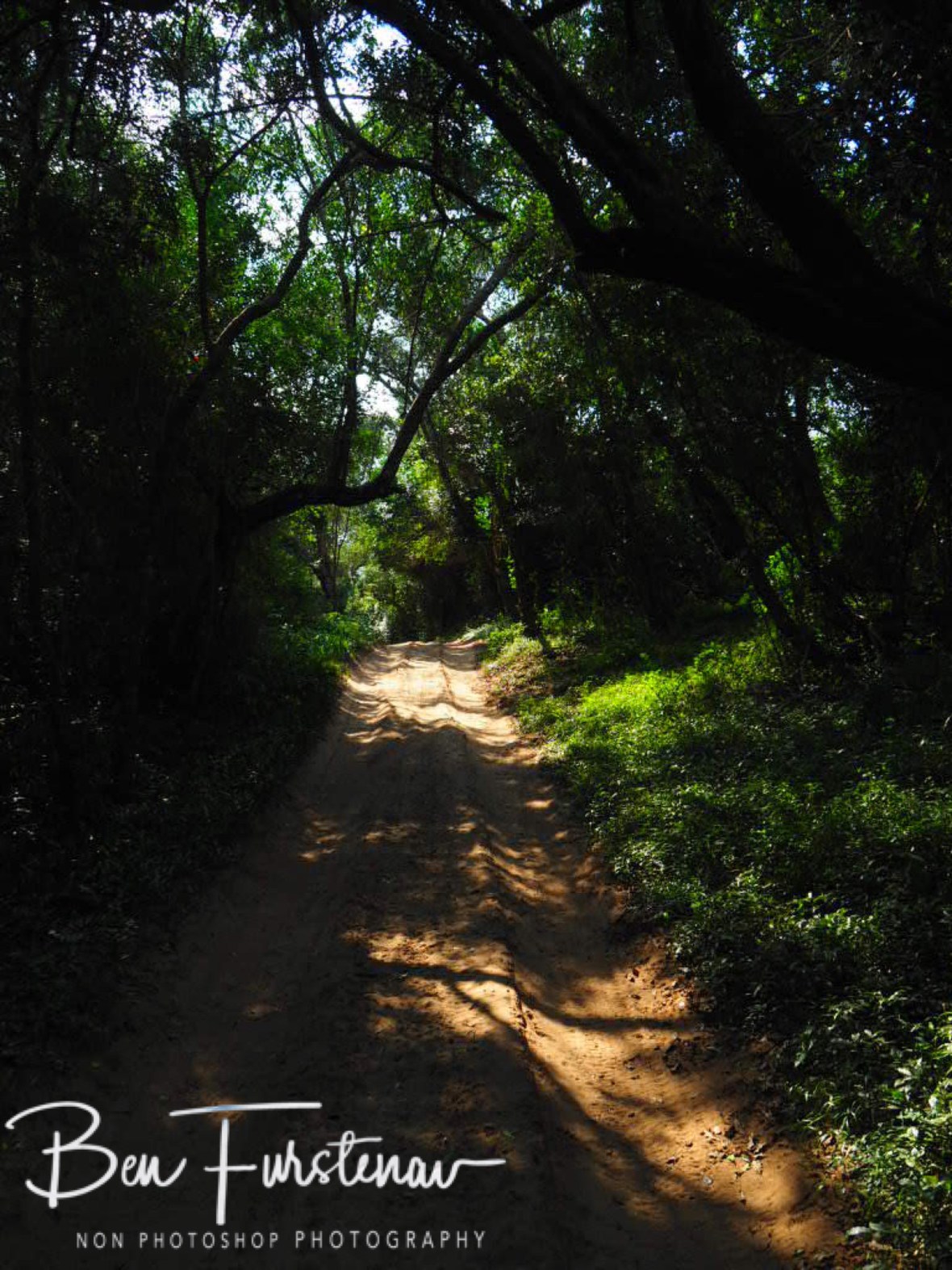 Sandtracks through thick vegetation, Machangulo Peninsula 