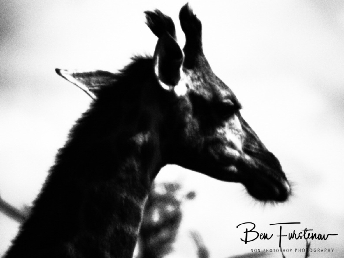 Giraffe close up, Kruger National Park 