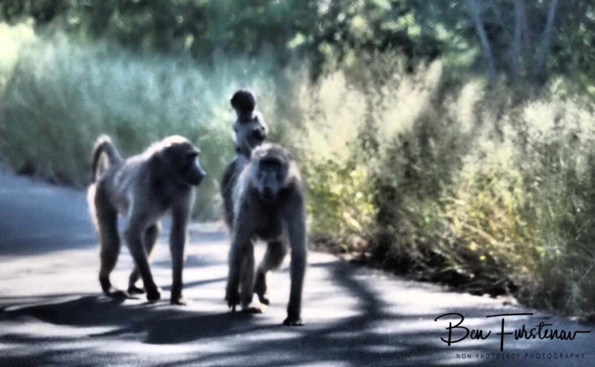 Baboon brigade, Kruger National Park 