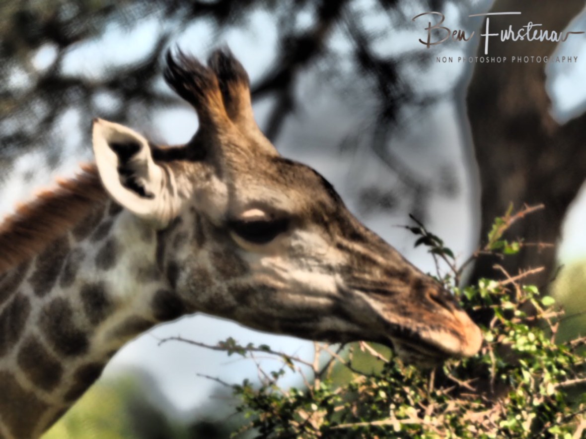 The freshest leaves on top, Kruger National Park