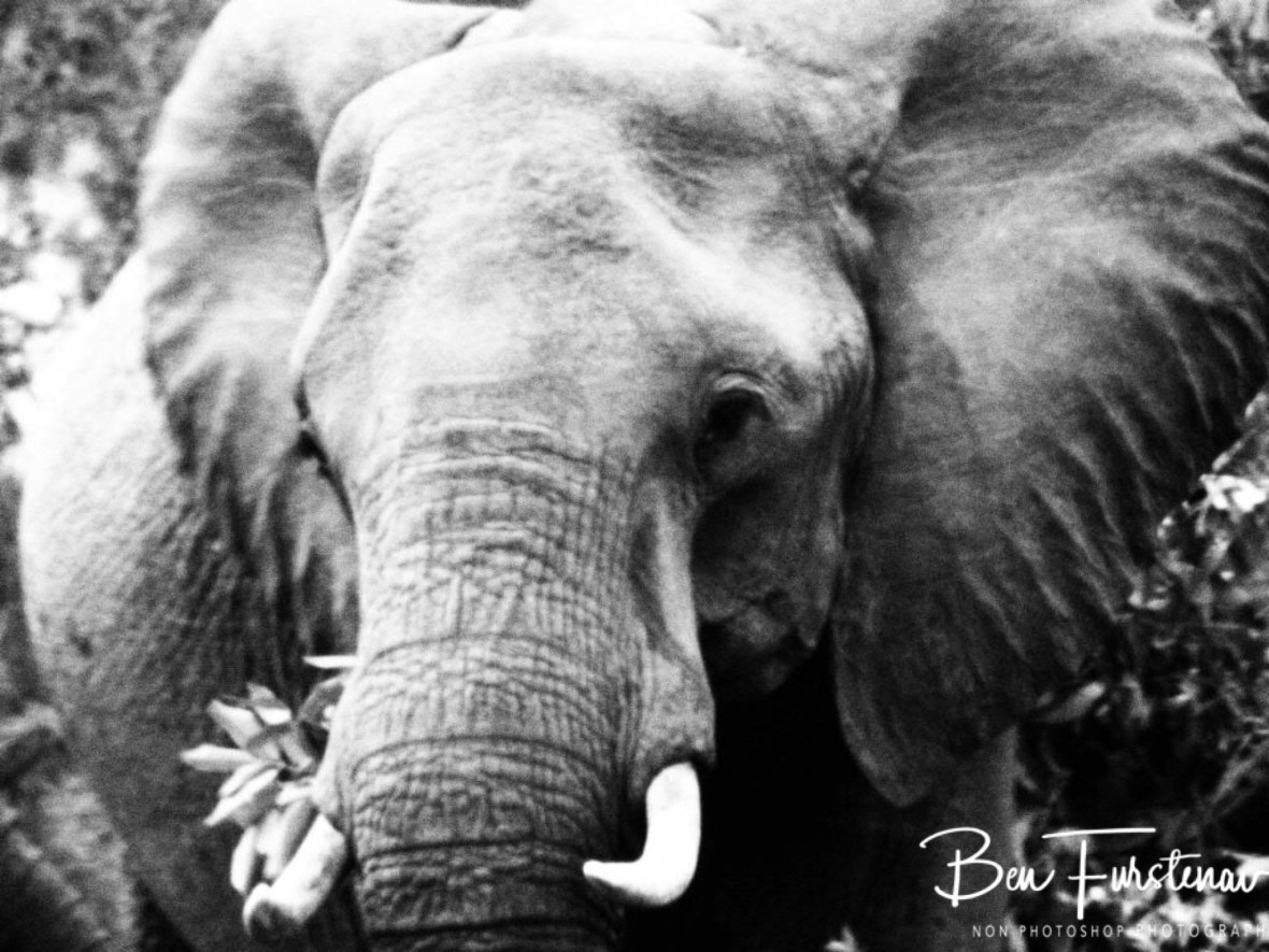 Enjoying the green vegetation, Kruger National Park 