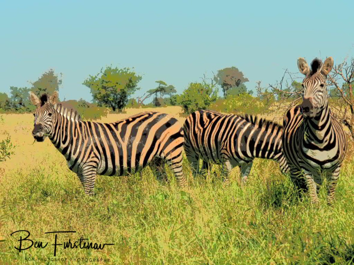 Zebras on the lookout for a motorised cousin, Kruger National Park 
