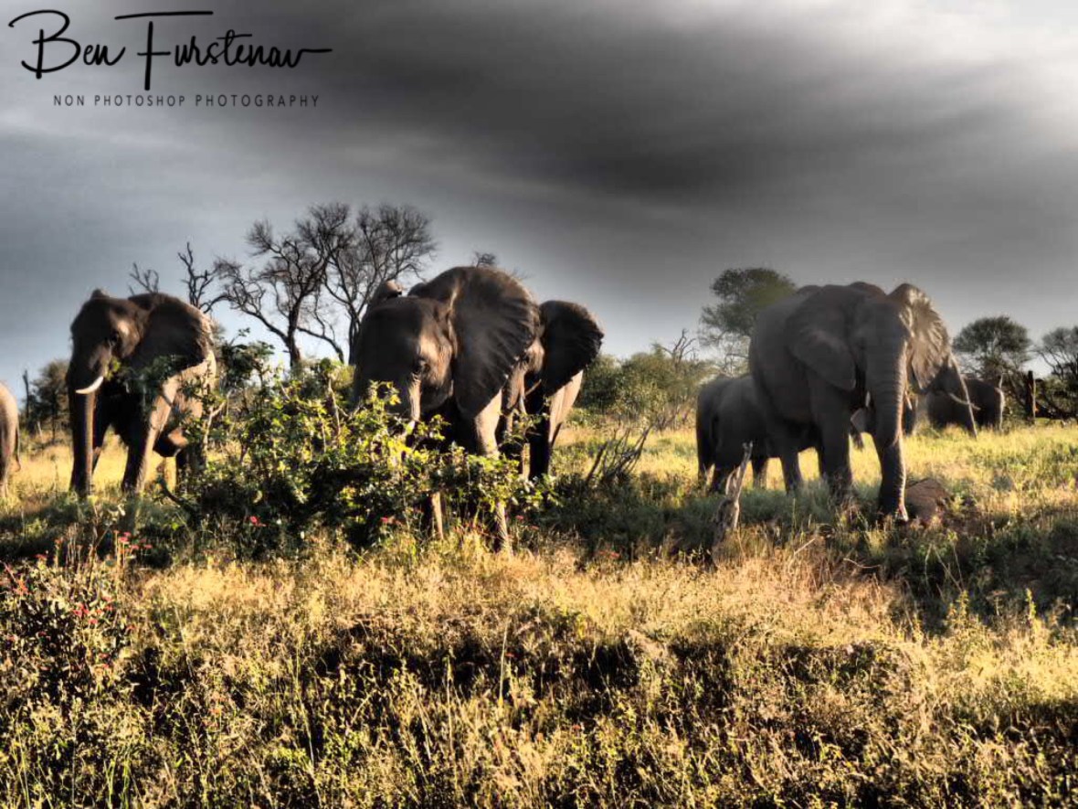 Afternoon tea, Kruger National Park