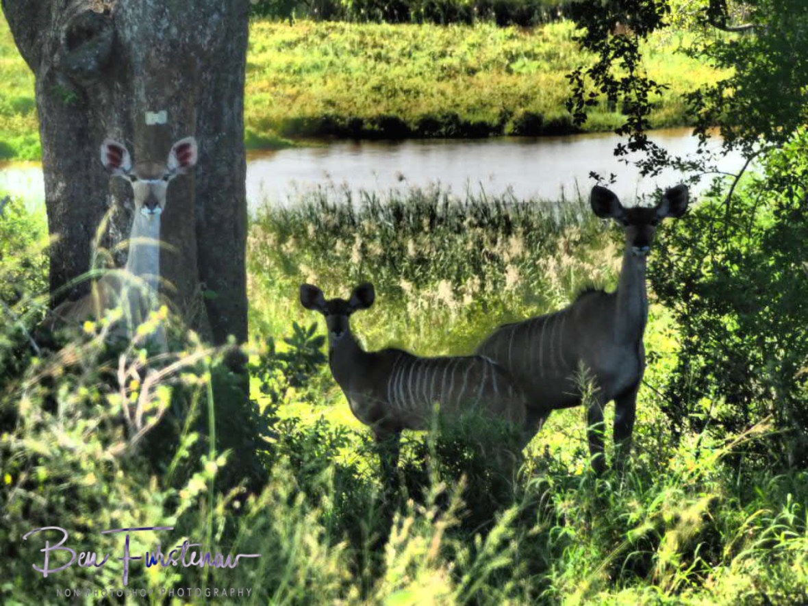 Kudu family, Kruger National Park 