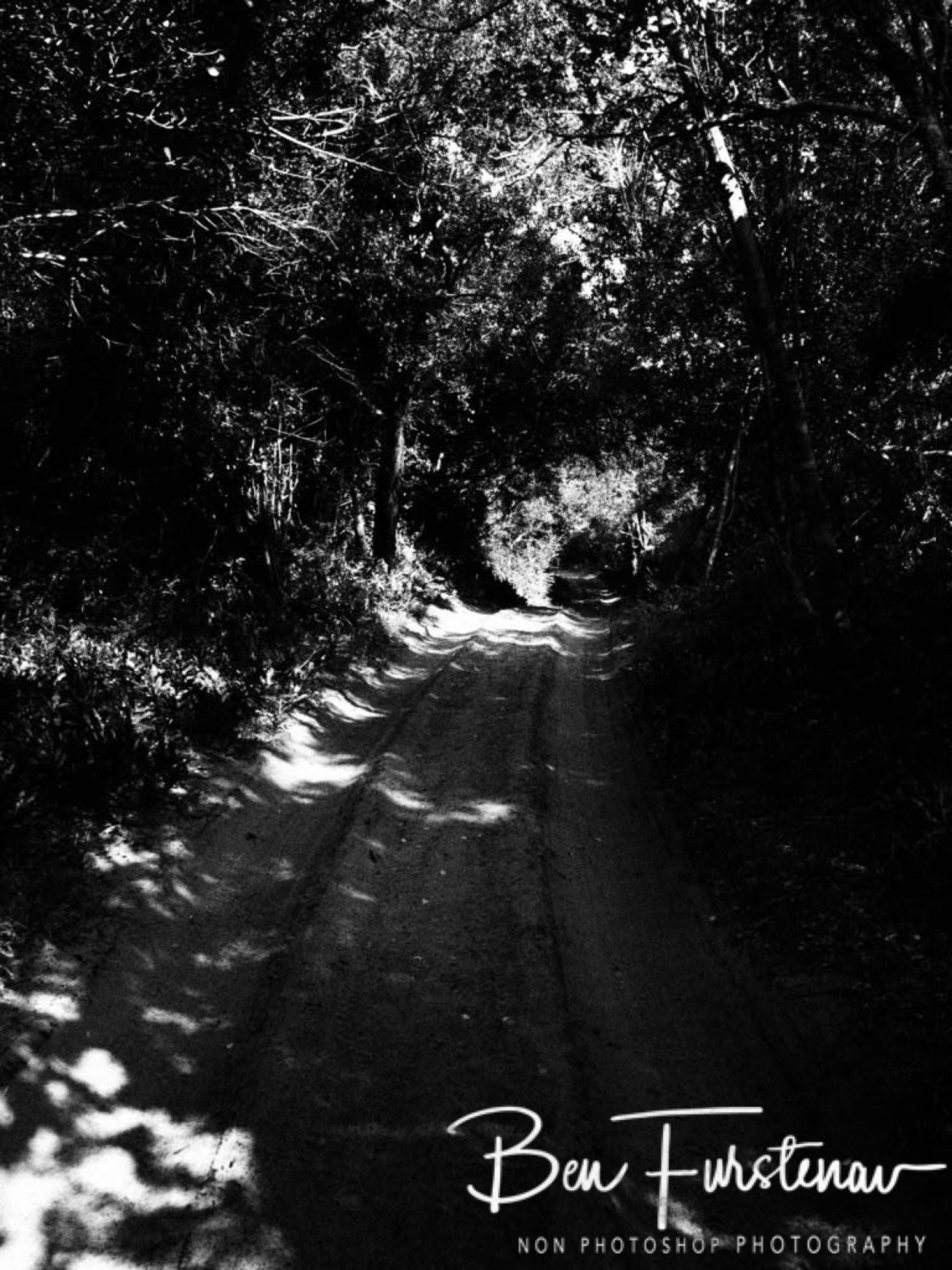 Low thick bush made passing through difficult at times, Machangulo Peninsula 