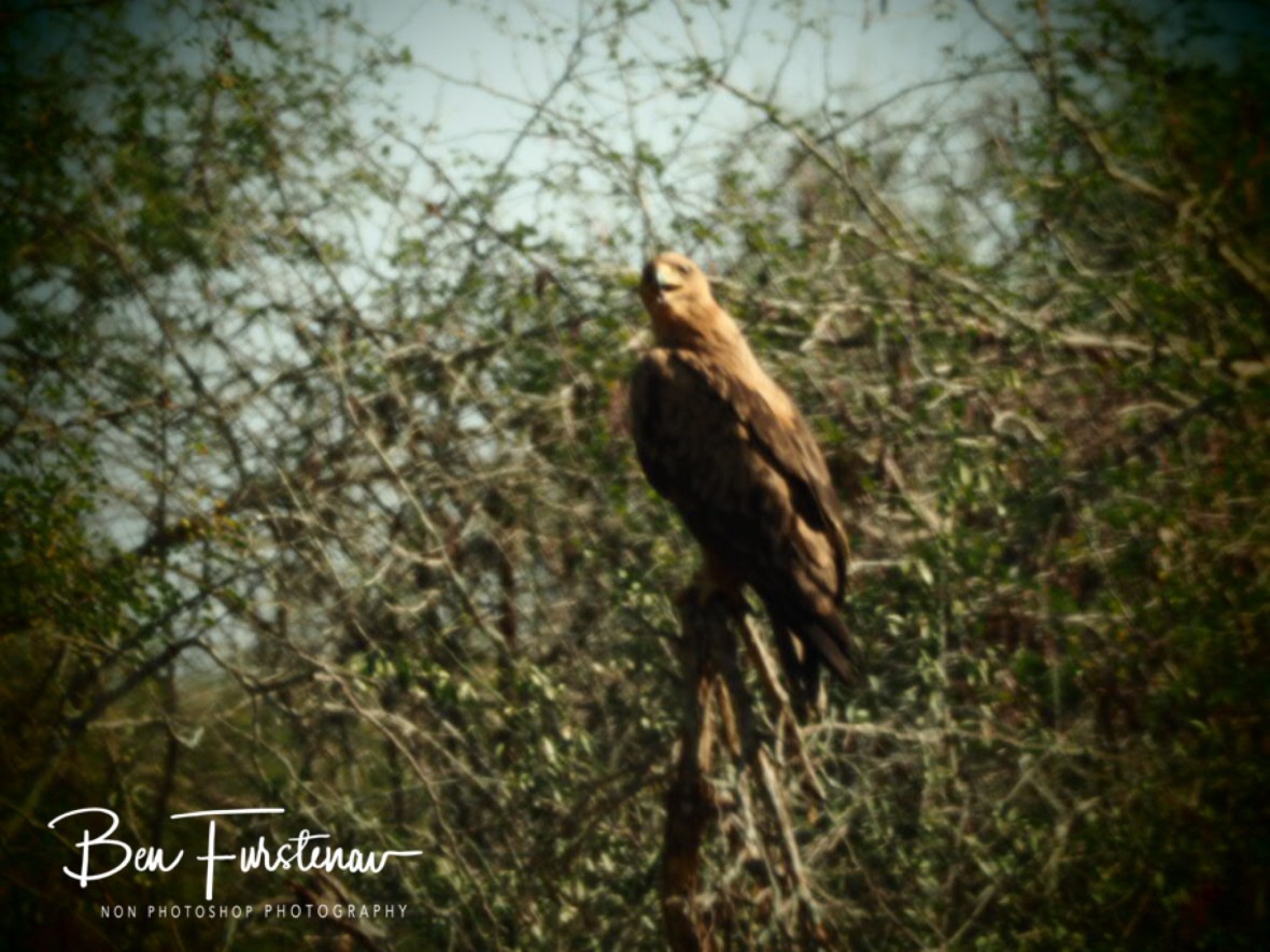 Eagle eye view, Kruger National Park 