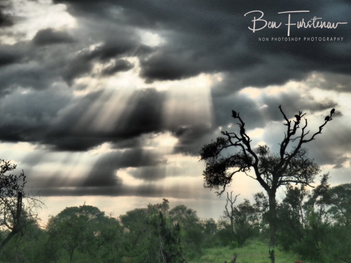 Vulture raylight, Kruger National Park 