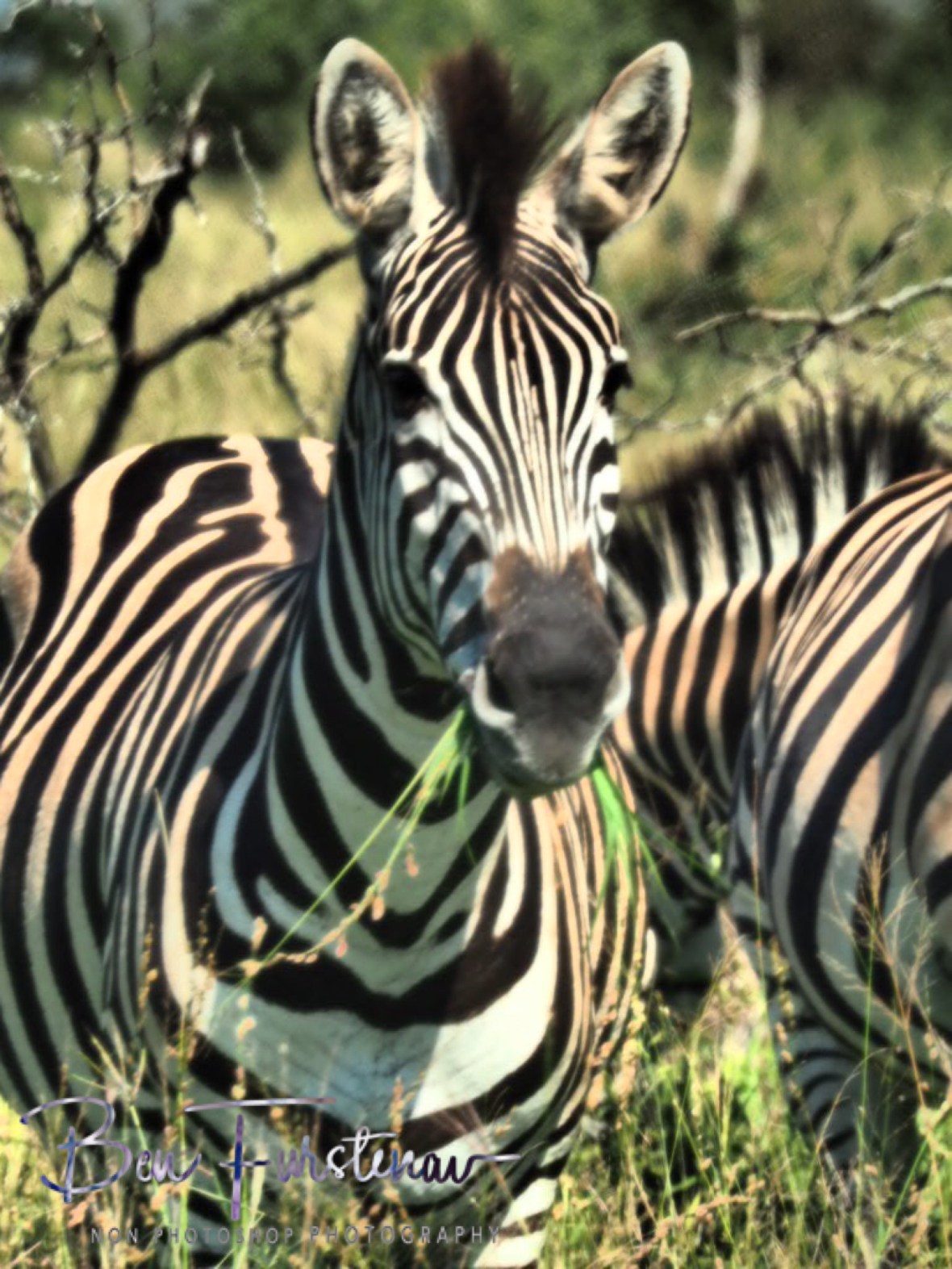 Grazing zebra n disbelief, Kruger National Park 