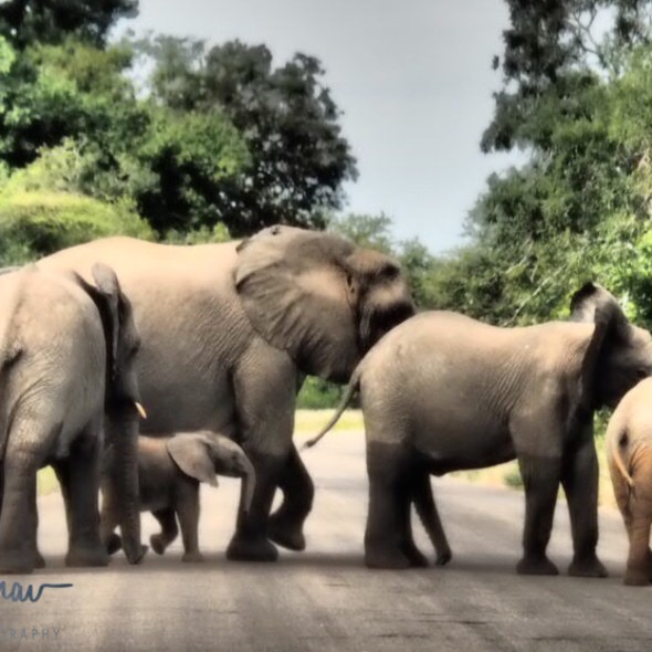 School book road crossing, Kruger National Park