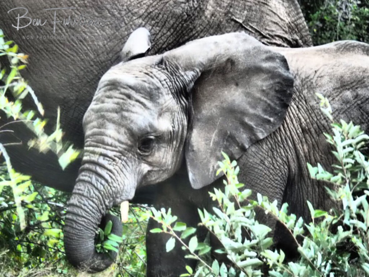 Dinner for two, Kruger National Park