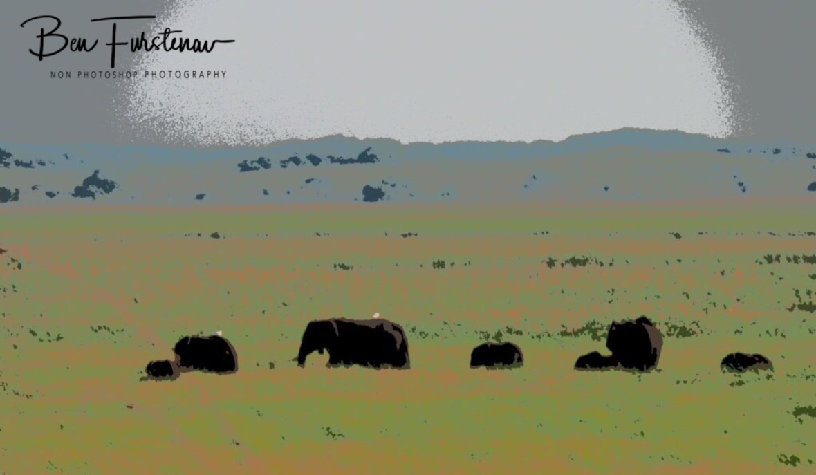 Painted black elephants, Maputo Special Reserve, Machangulo Peninsula 