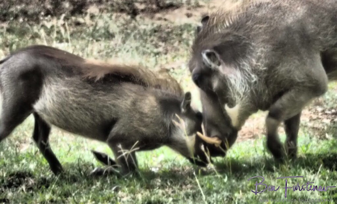 Vital lessons for the future, don’t mess with mom, Kruger National Park