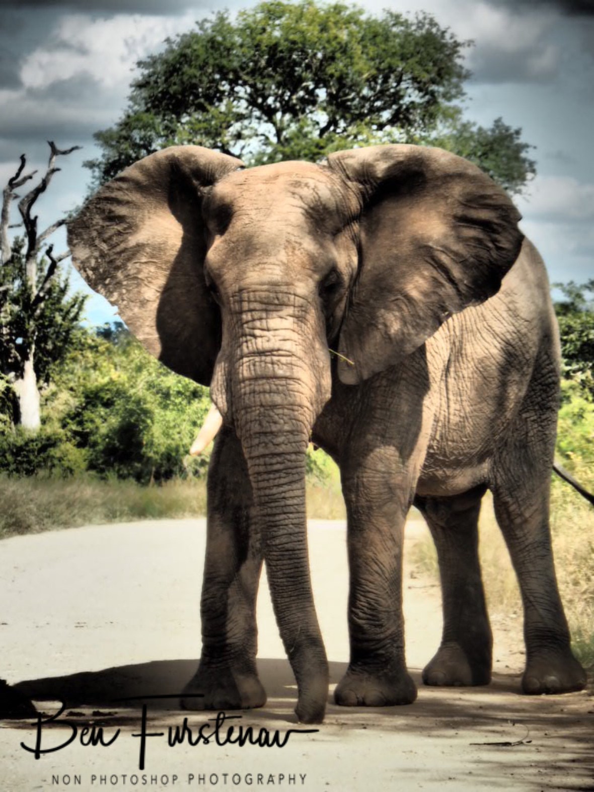 Bull in thrust, Kruger National Park 