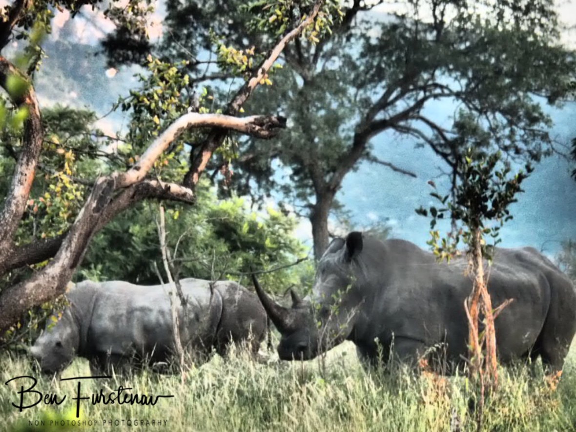 The ever vary white rhino mom and calf, Kruger National Park 