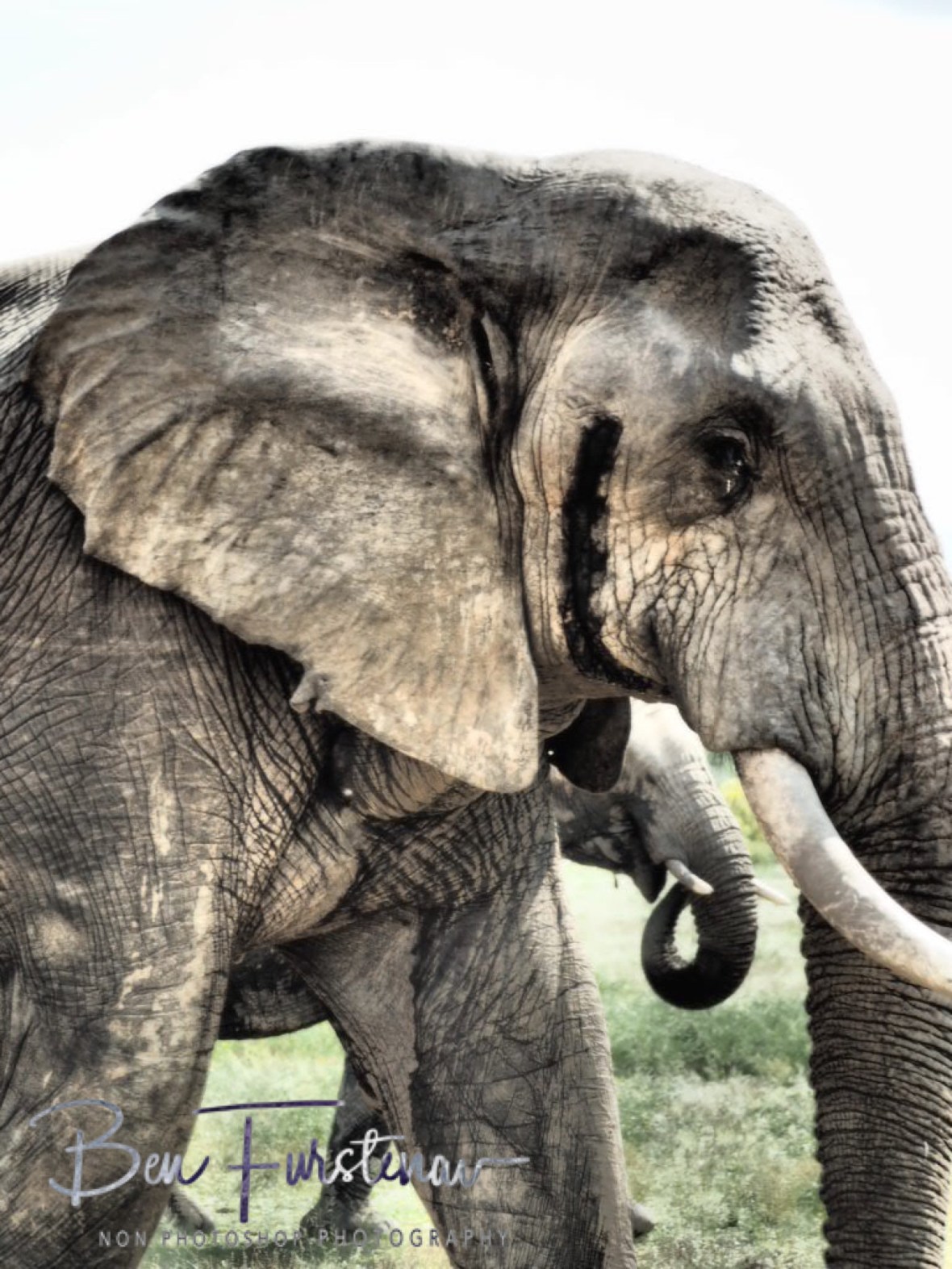 Looking straight at us, Kruger National Park 