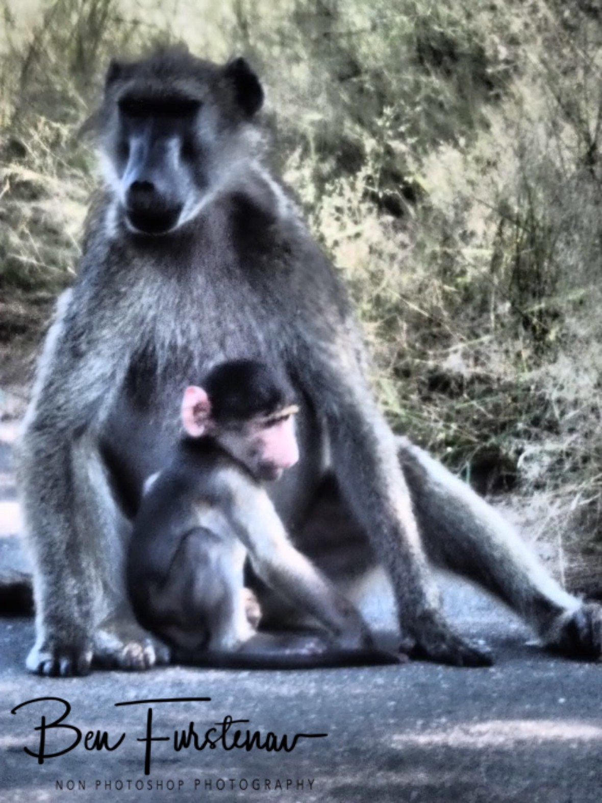 Baboon play, Kruger National Park 