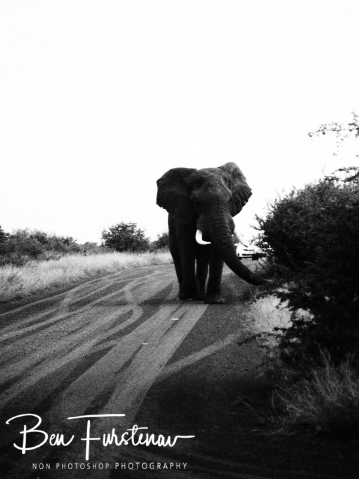 Bull elephant following car in Kruger National Park