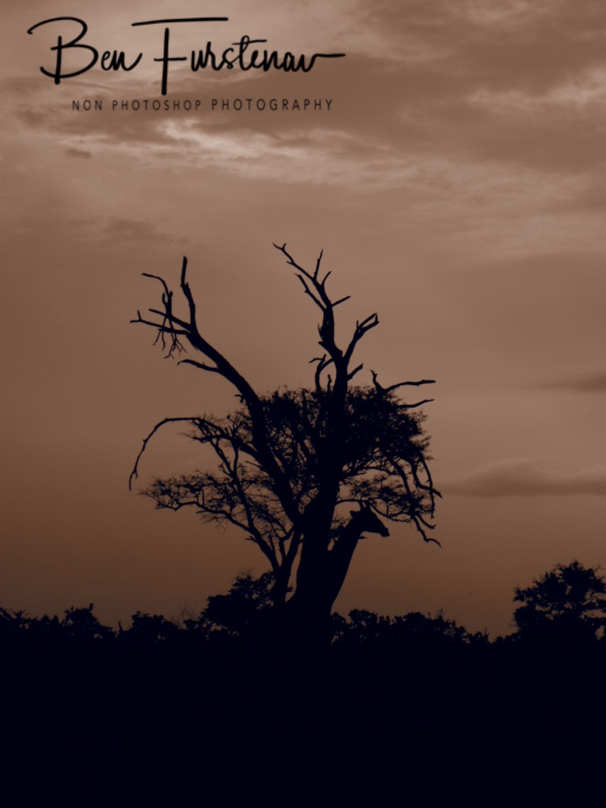 Giraffe sunset, Kruger National Park 