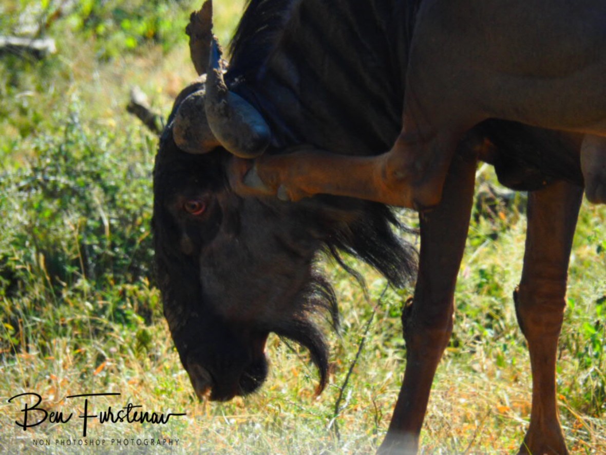 Wilderbeast fly dance, Kruger National Park 
