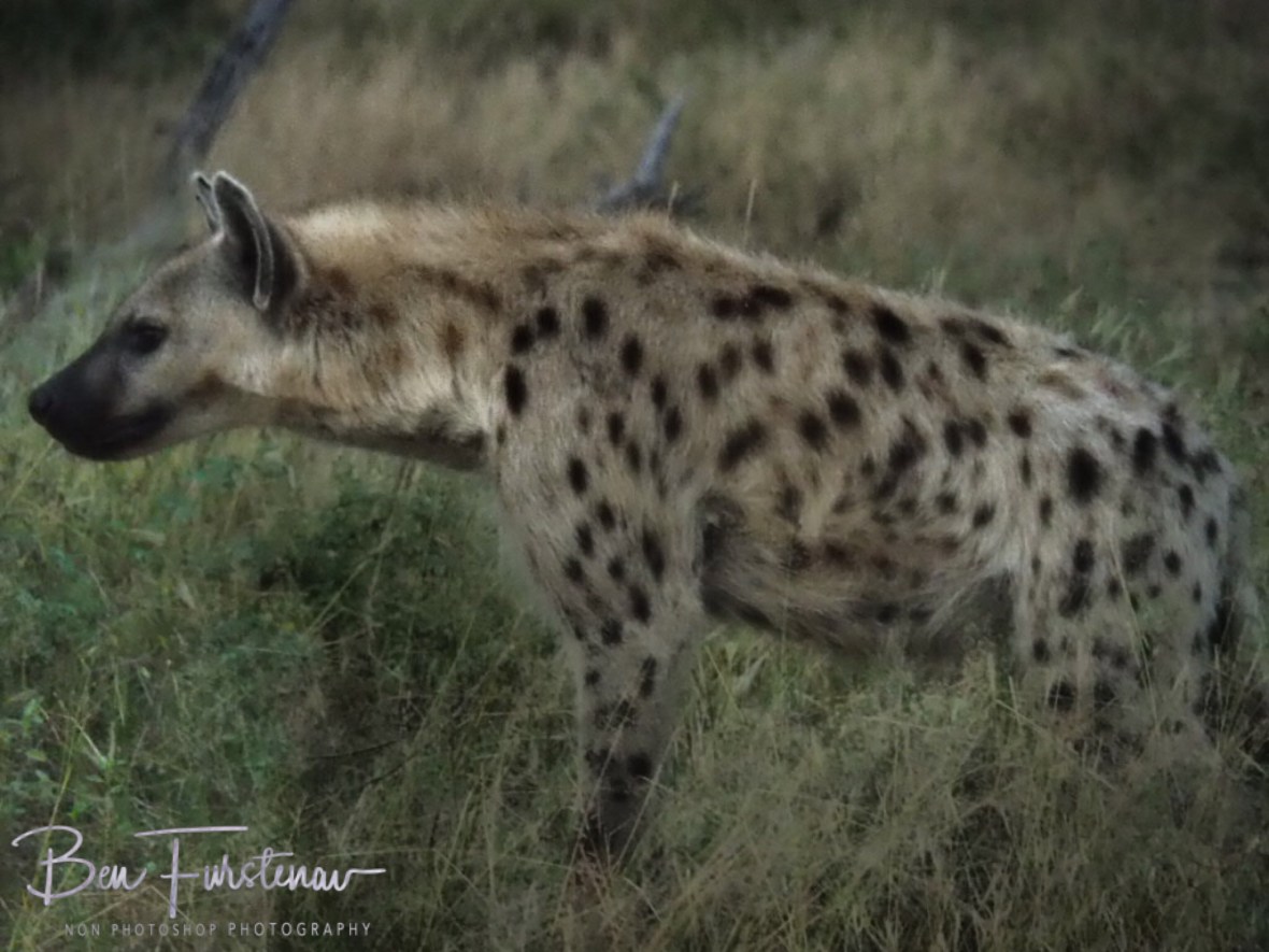 Top ranked hyena, Kruger National Park 