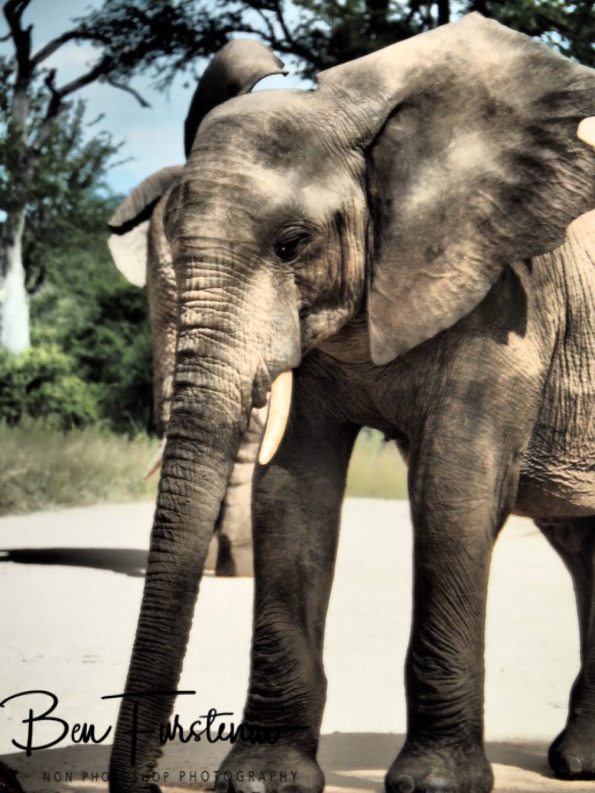 Sniffing around, Kruger National Park 