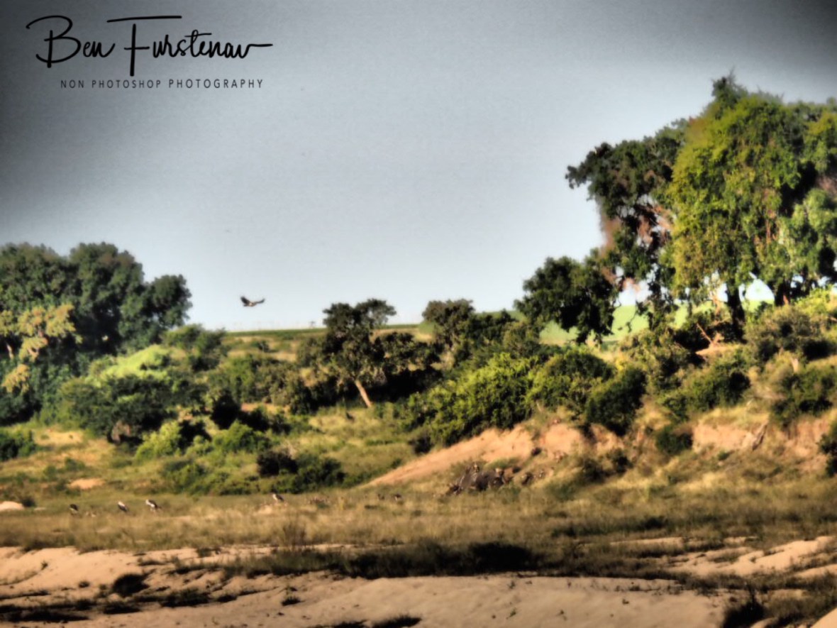 Vultures circling over dead elephant, Kruger National Park 