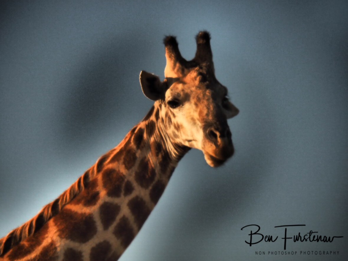 Still sleepy eyes, Kruger National Park 