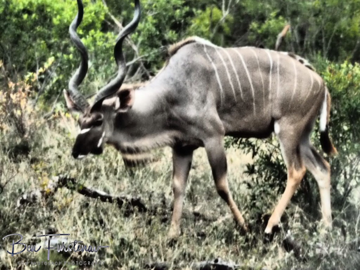 A big Kudu bull, Kruger National Park