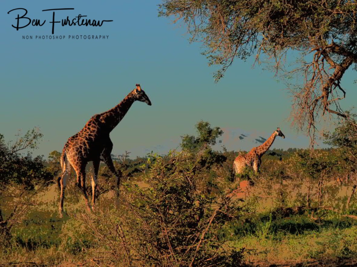 Giraffes early morning stroll, Kruger National Park 