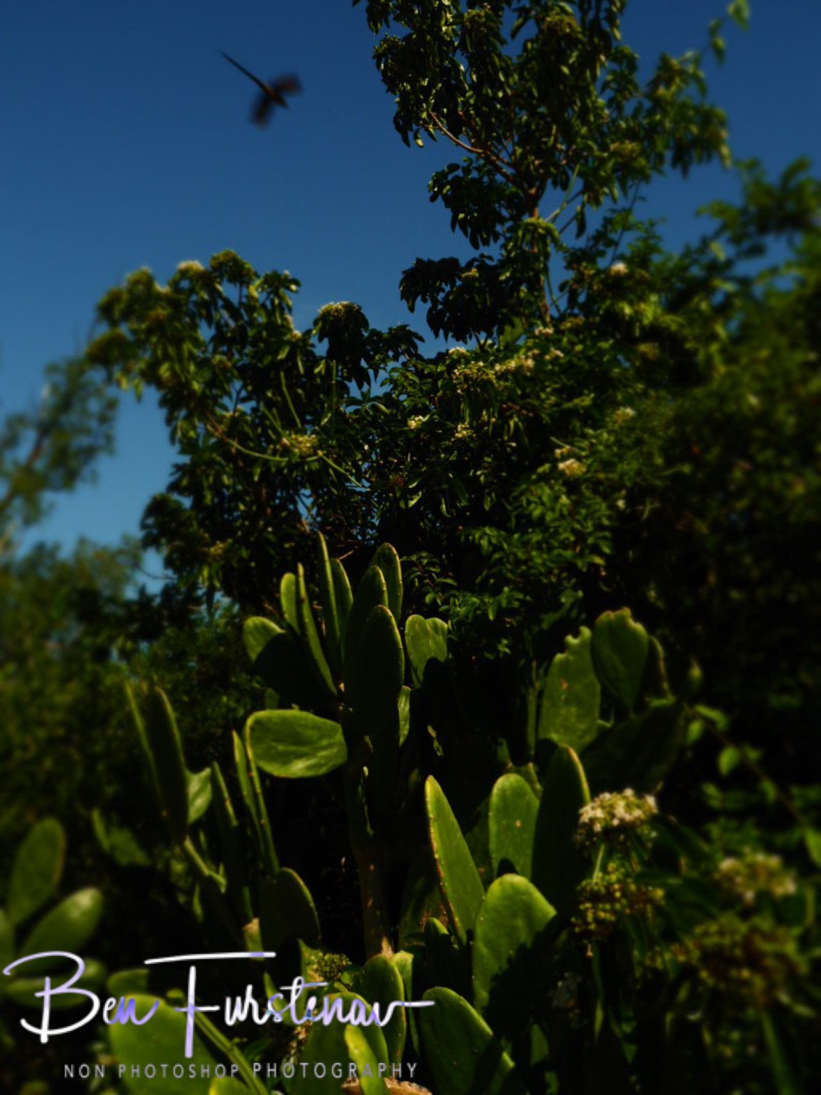 Spiky green plantation, Inhaca Island