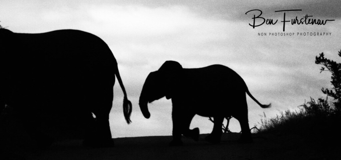 Elephantastic shadows, Kruger National Park