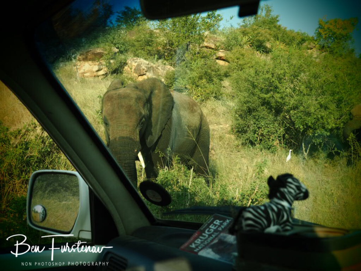 Too close for comfort for Zimba and myself, Kruger National Park