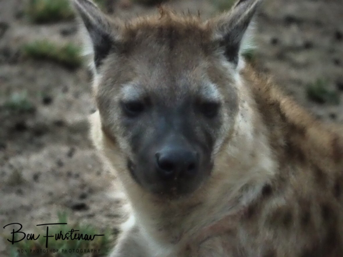 Hyena close up, Kruger National Park 