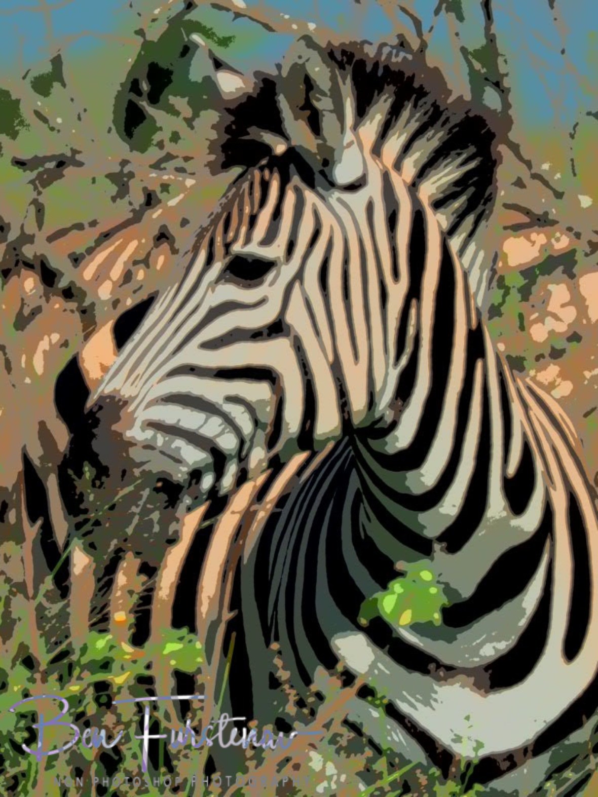 Painted zebra, Kruger National Park 
