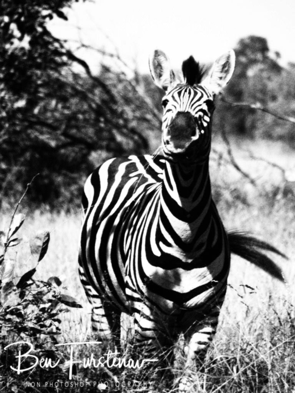 Ha ha, that’s not a zebra, Kruger National Park 
