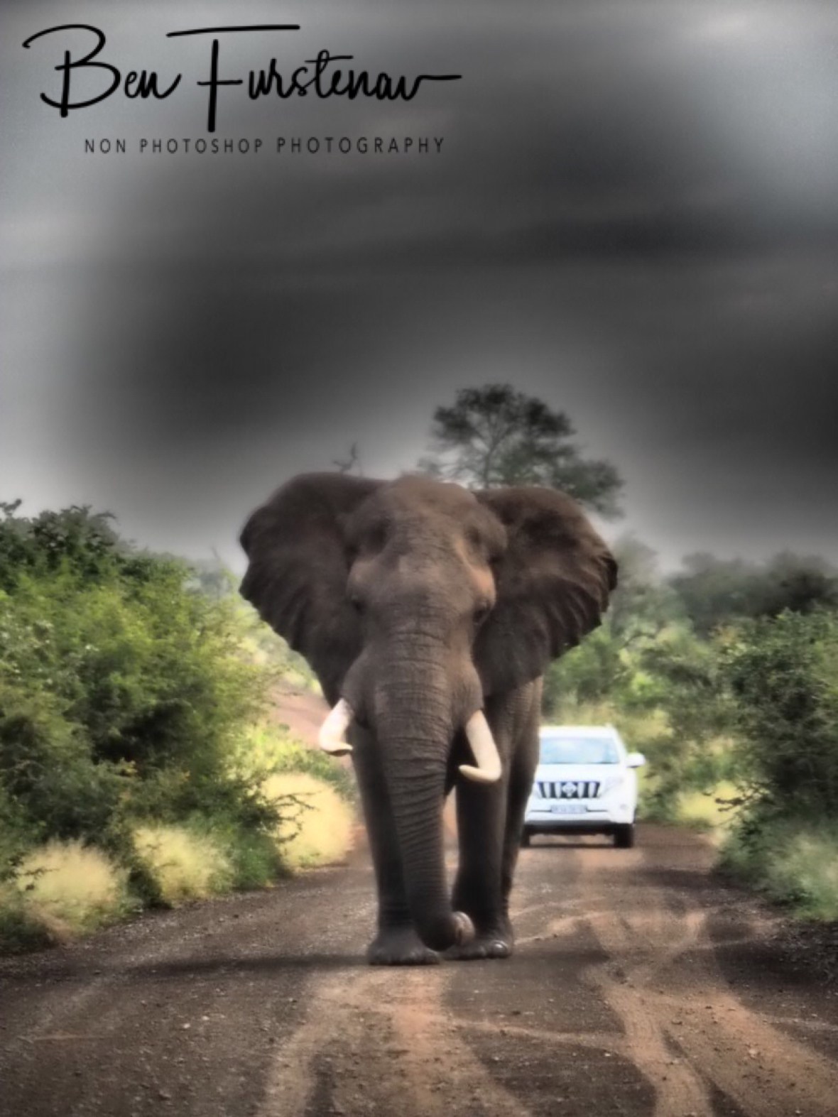 Clearly the king of the road, Kruger National Park 