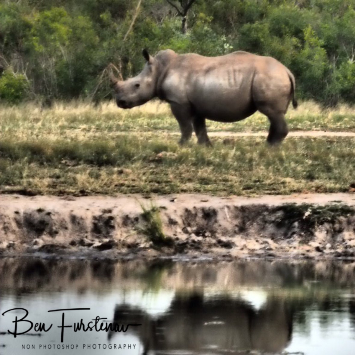Rhino reflections, Kruger National Park 