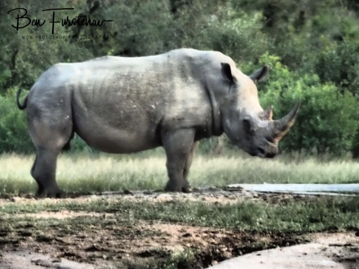 Black rhino, Kruger National Park 