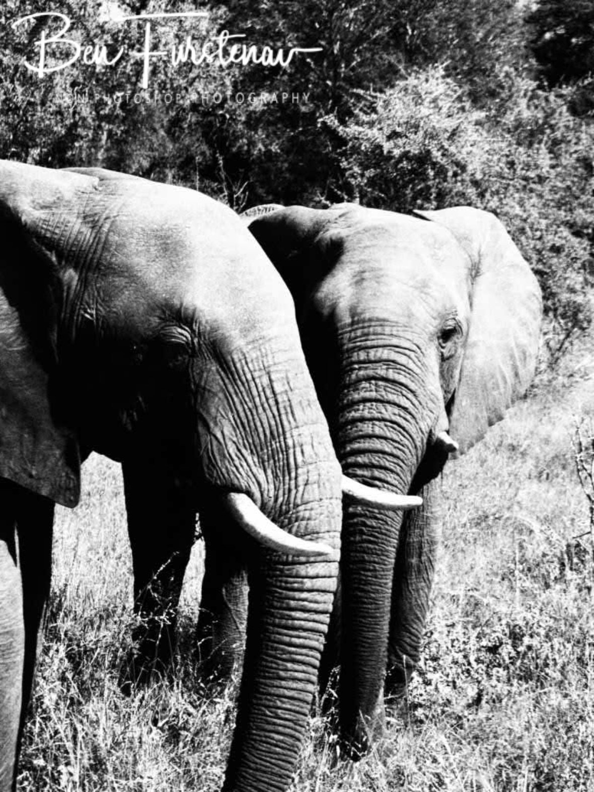 No show without elephants, Kruger National Park