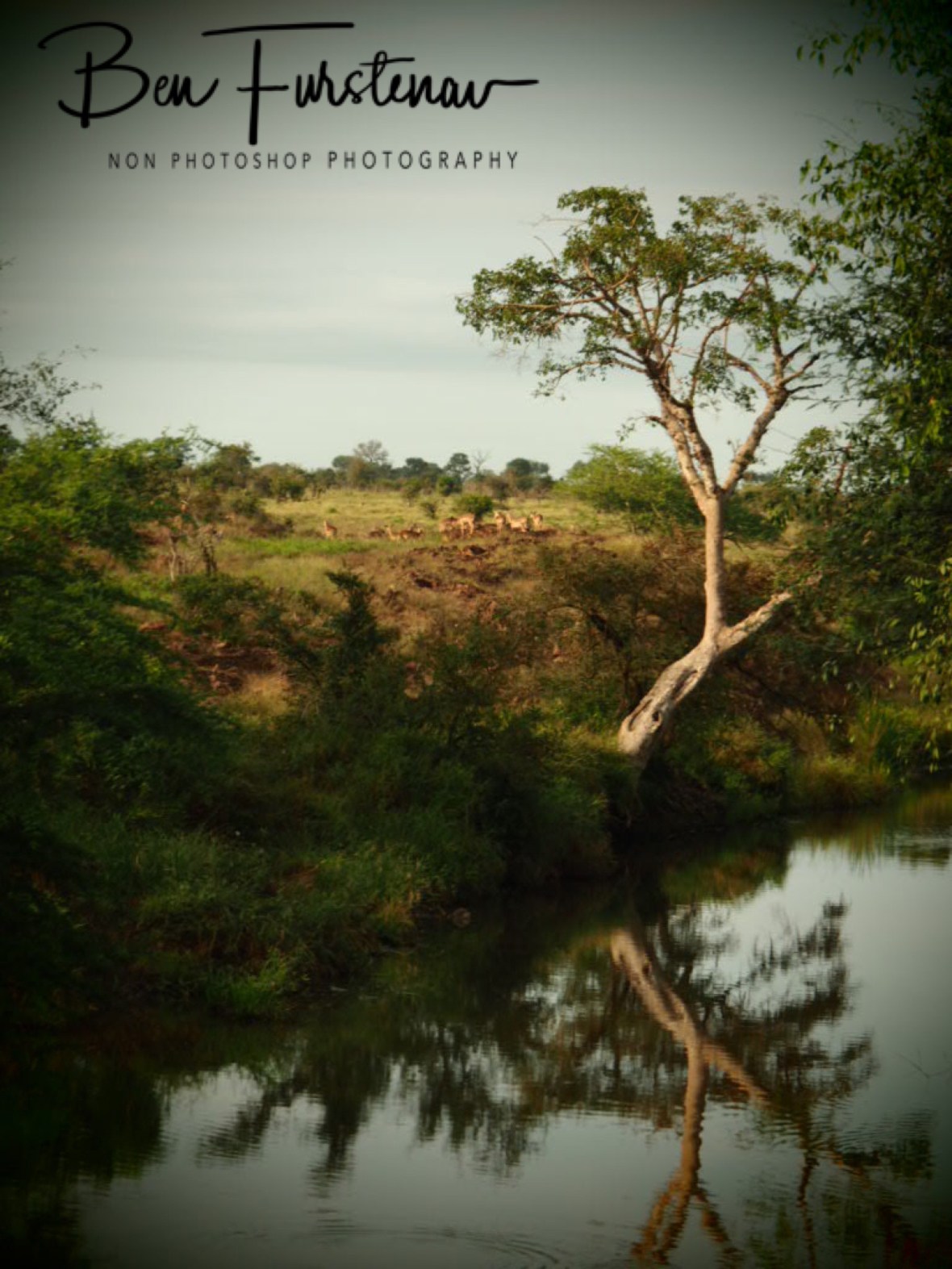 A tranquil morning in the Hyde, Kruger National Park 