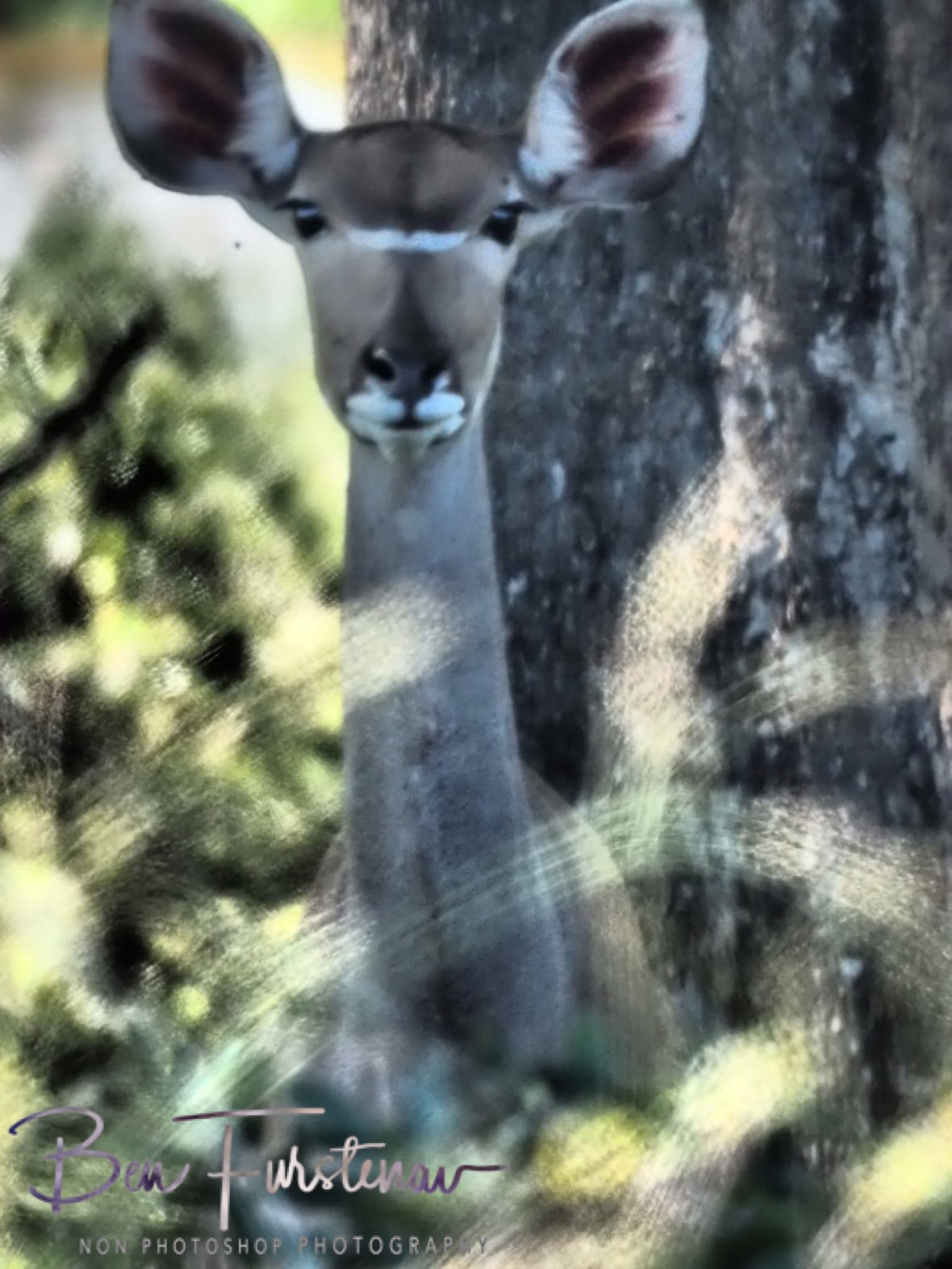 Kudu in disbelief, Kruger National Park 