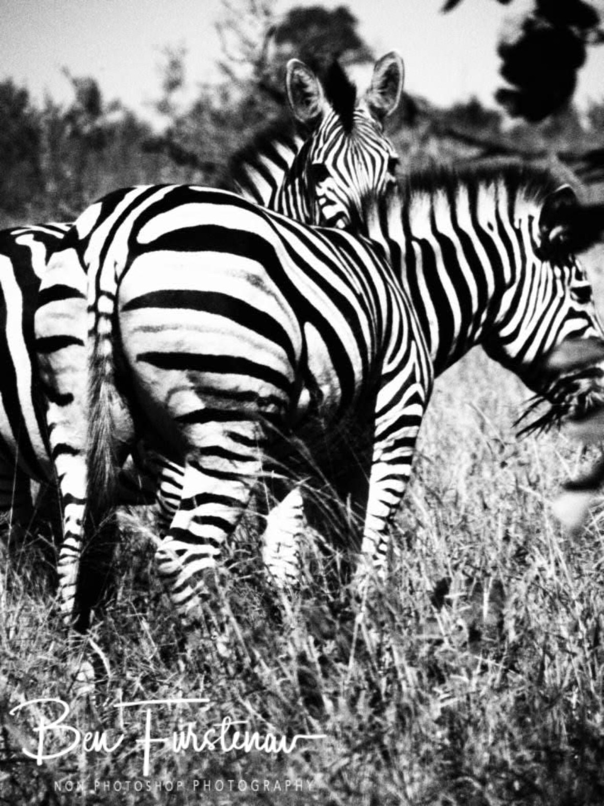 Did you see that?, Kruger National Park 