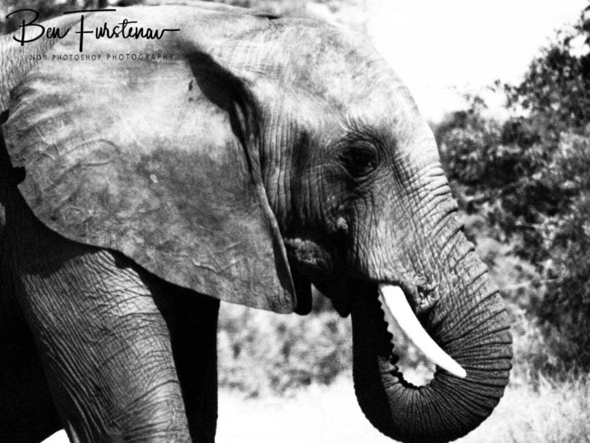Elephantastic Black and white, Kruger National Park 